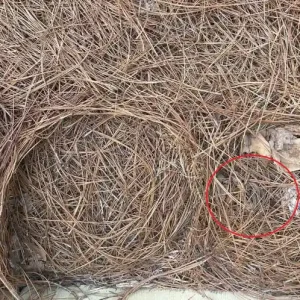 Only People With Sniper Vision Can Spot The Hidden Snake In This Photo