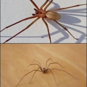 This Spider Will Harm You With Just One Bite.