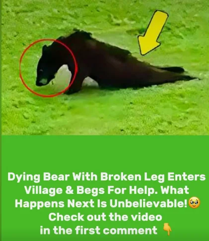 Dying Bear With Broken Leg Enters Village & Begs For Help. What Happens Next Is Unbelievable!🥹Check out the video in the first comment 👇